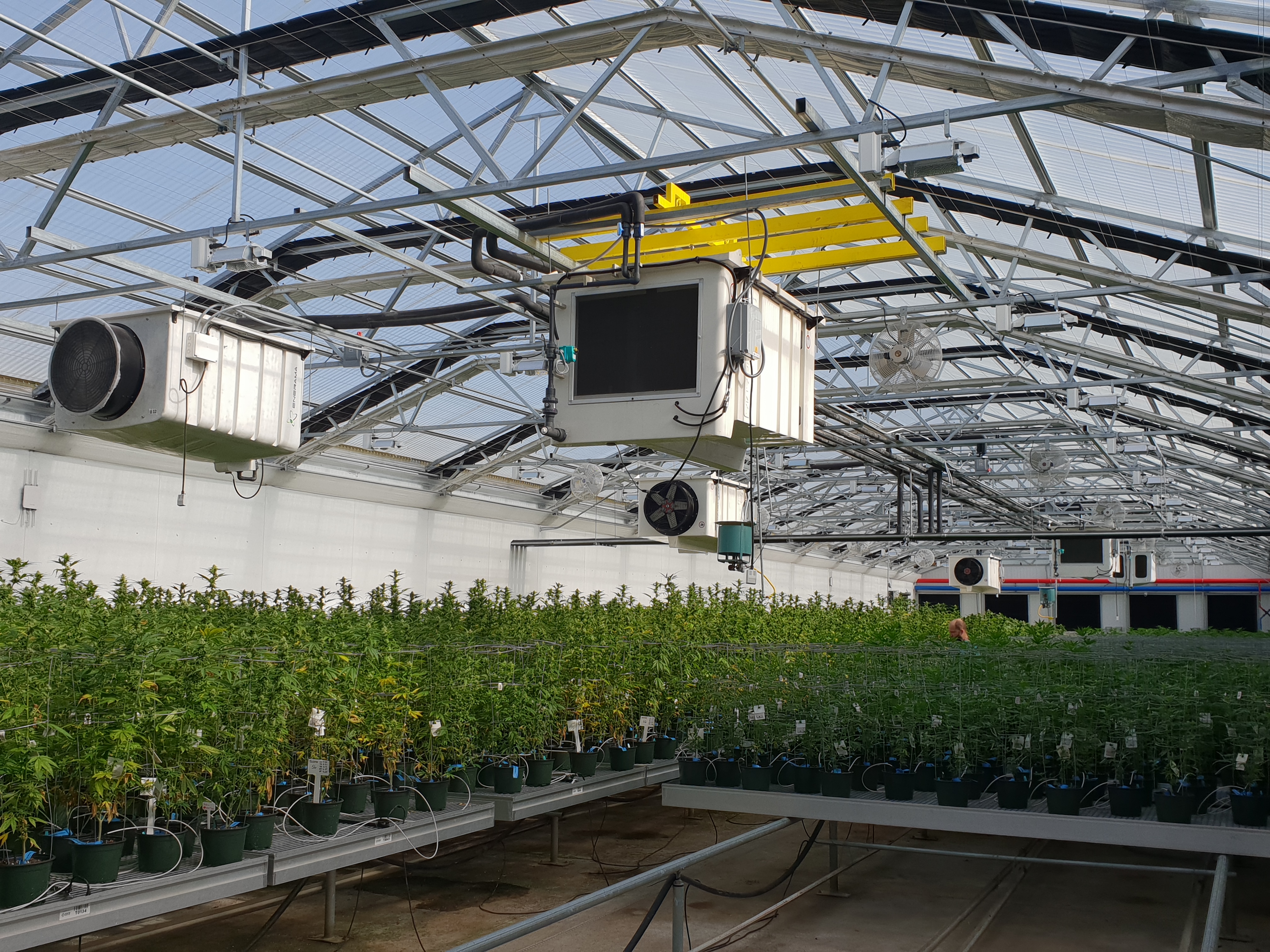 Tıbbi Kenevir üretiminde yeni dönem