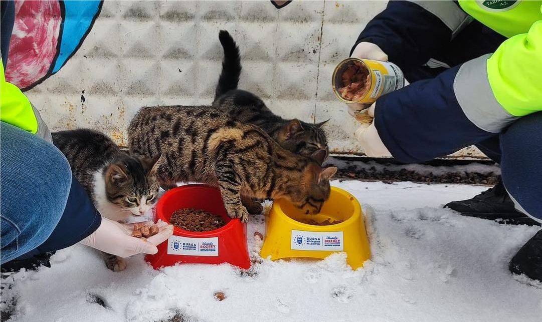 Bursa Büyükşehir Belediyesi sokak hayvanlarını unutmadı