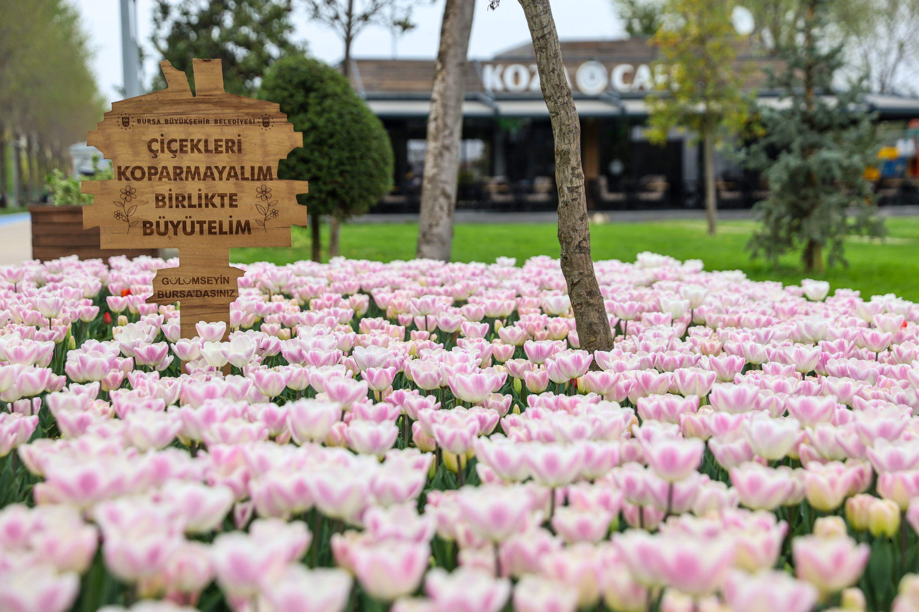 Bursa parkları çiçek bahçesine döndü