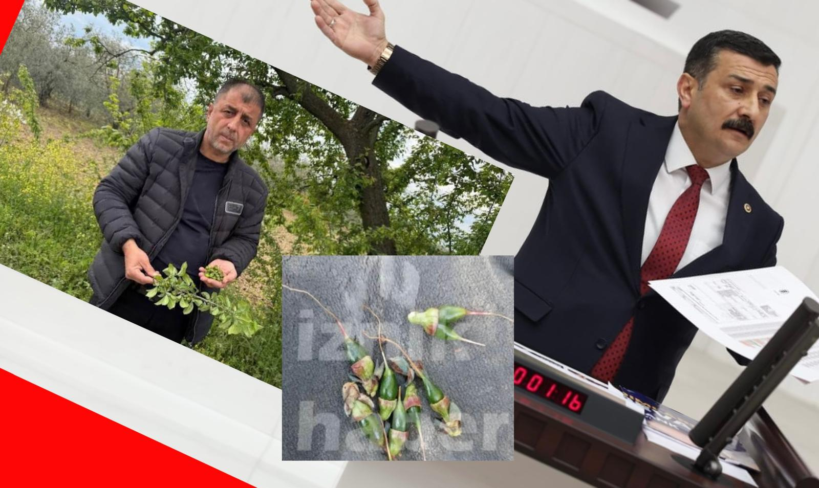 Türkoğlu, üreticiyi perişan eden don afetini TBMM gündemine taşıdı