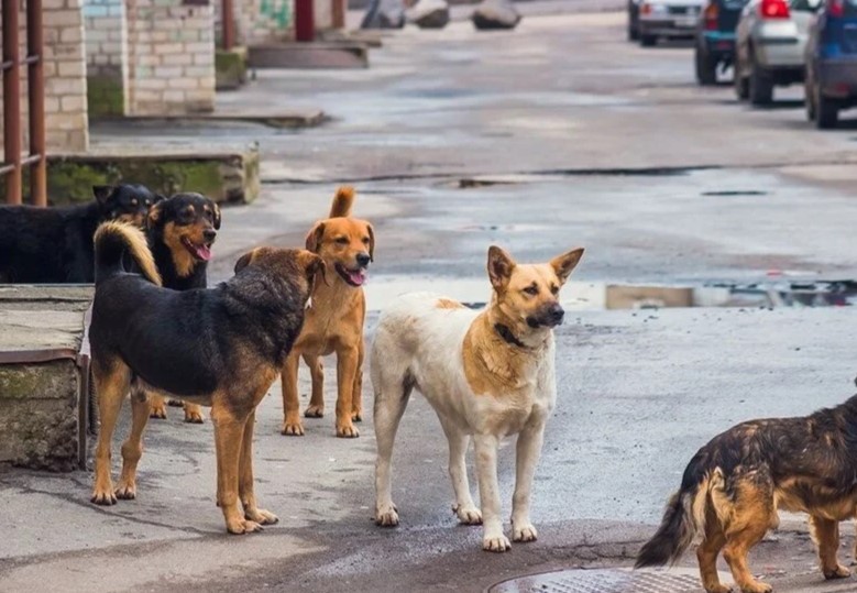 AYM sahipsiz hayvan düzenlemesini onadı
