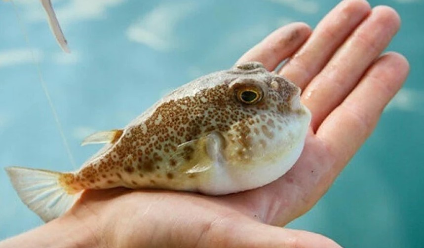 Balon balığı avcılığına yeni destekleme kararı Resmi Gazete'de