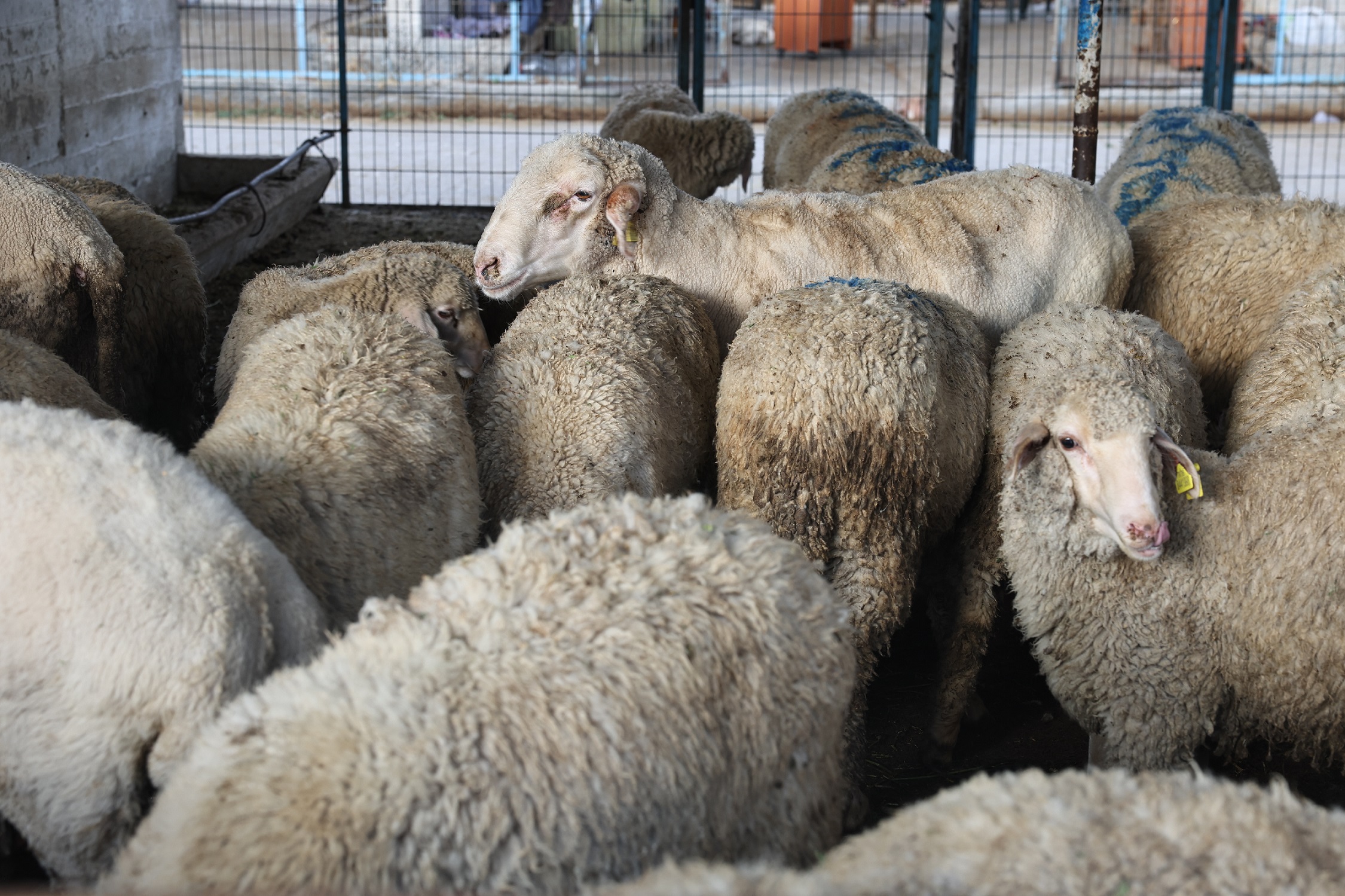 Nilüfer'de hijyen ve güvenlik odaklı Kurban Bayramı hazırlıkları