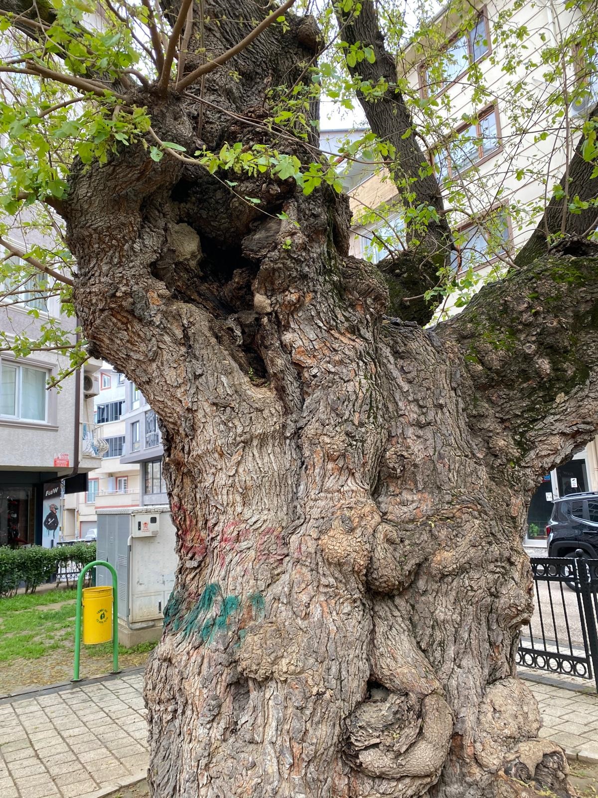 Asırlık ağacın yaraları sarıldı