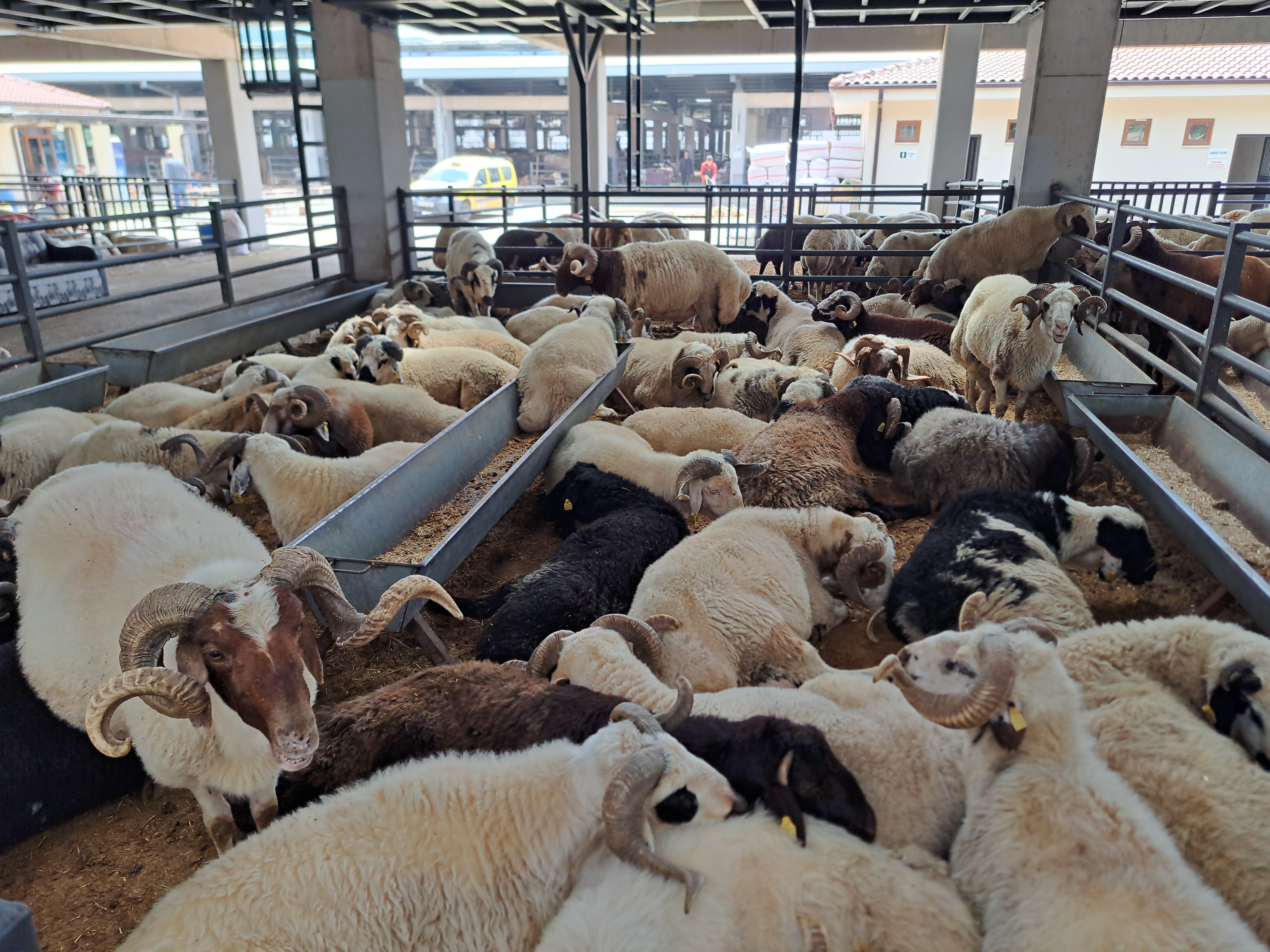 Kurban pazarında hareket az, dert çok: Fiyatlar arttı, alım gücü düştü