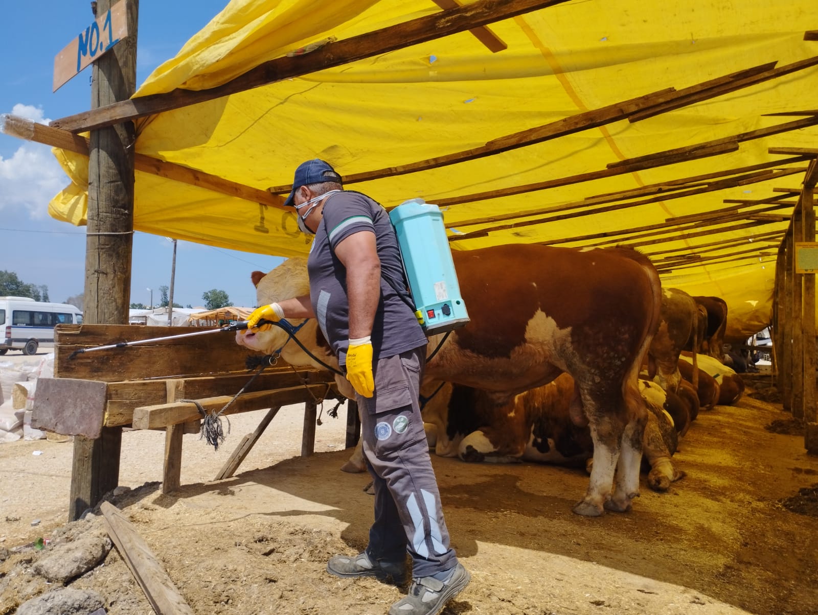 Sinekle mücadele tüm hızıyla sürüyor