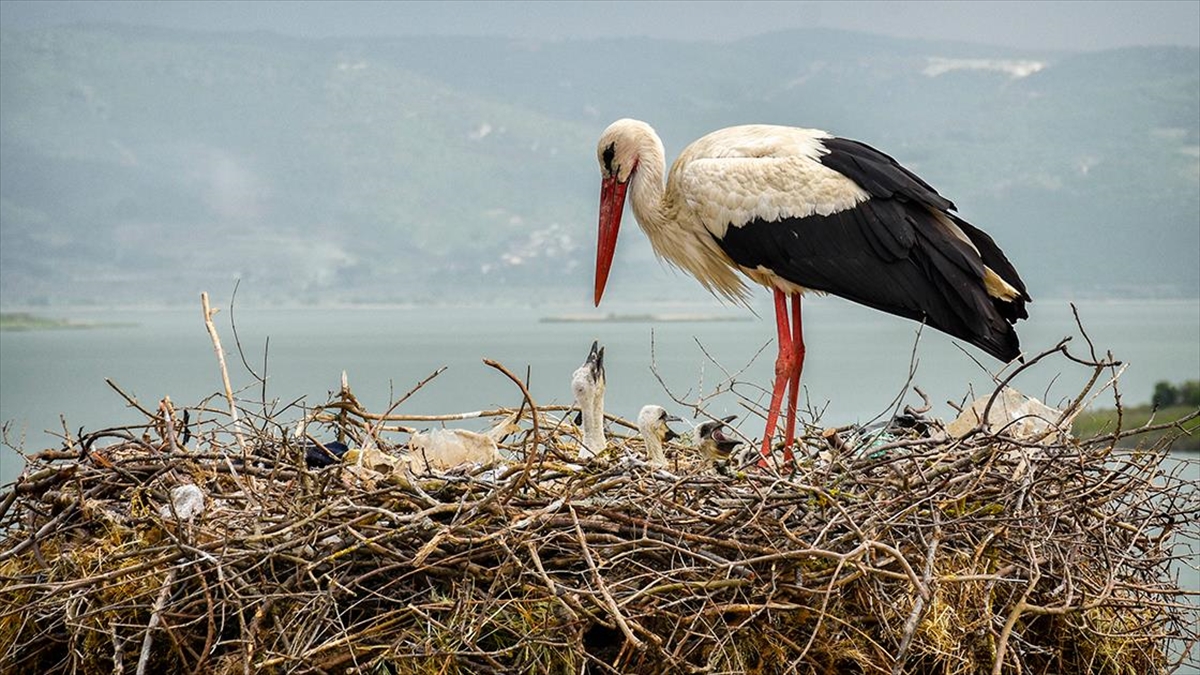 Bursa’nın simgesi Yaren leyleğin yavrularına halka takıldı