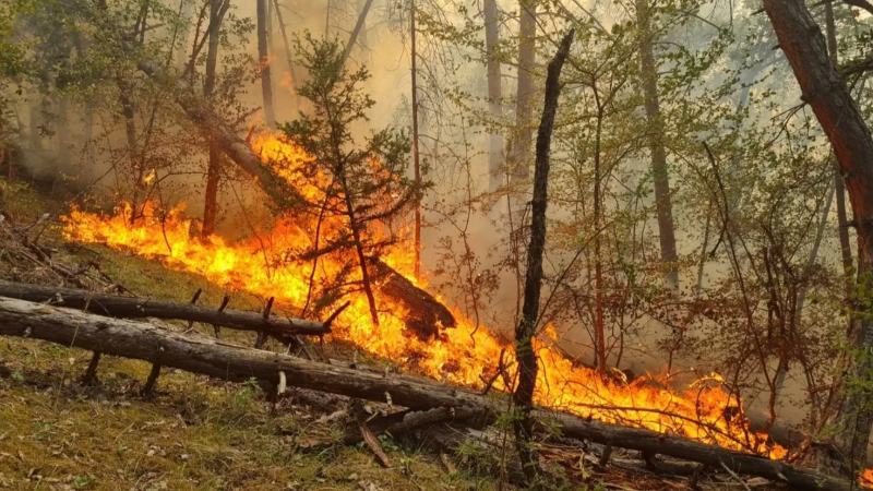 19 günde 61 orman yangını: 4 tutuklama, 19 adli kontrol