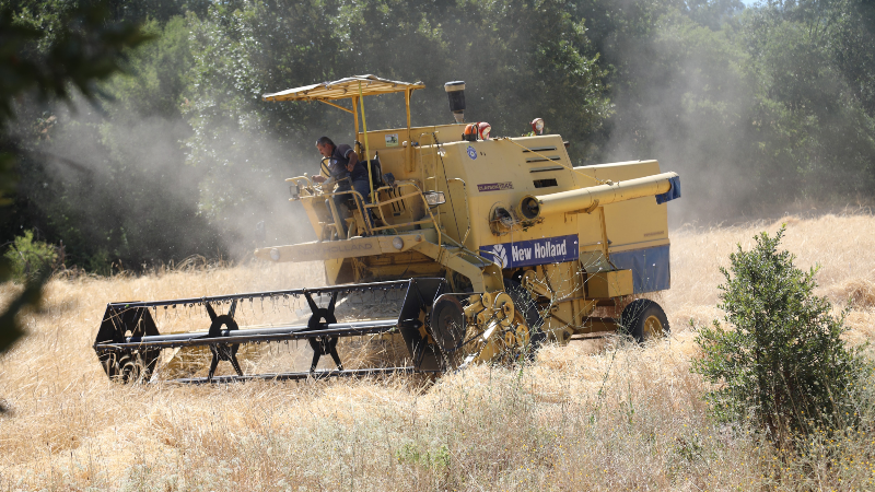 Dağ ilçelerinde Siyez buğdayı sevinci