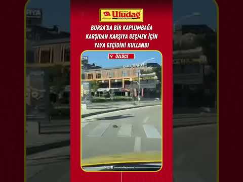 Bursa'da karşıdan karşıya geçmek için yaya geçidini kullanan kaplumbağa #bursa #kaplumbağa #özlüce