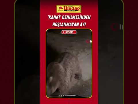 'Kanki' denilmesinden hoşlanmayan ayı #bursa #uludağ