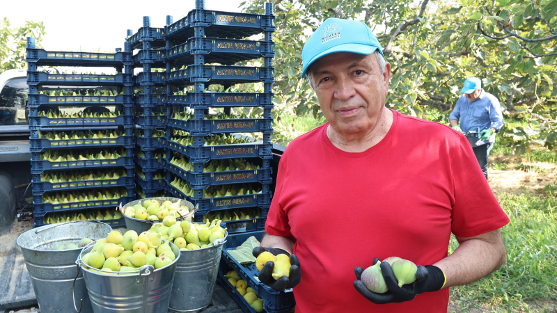 Nilüfer’de İncir Bereketi: 10 Ton Verim Bekleniyor