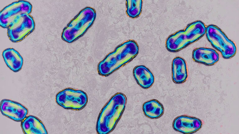 ABD’de veba alarmı: Kamp yapan bir kişide tespit edildi