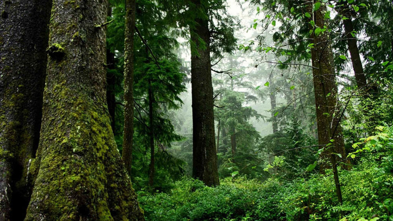 Ormanların korunması için ilk 6 ayda 10,9 milyar lira harcandı