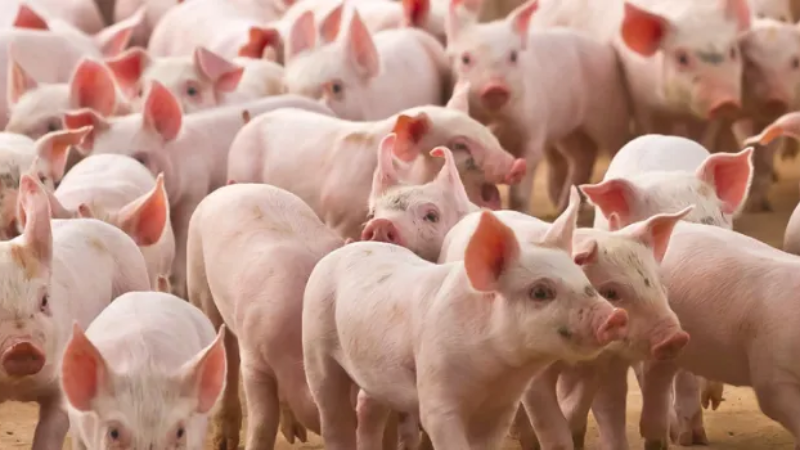 Tıp tarihinde bir ilk: İnsana genetiği değiştirilmiş domuz akciğeri nakledildi