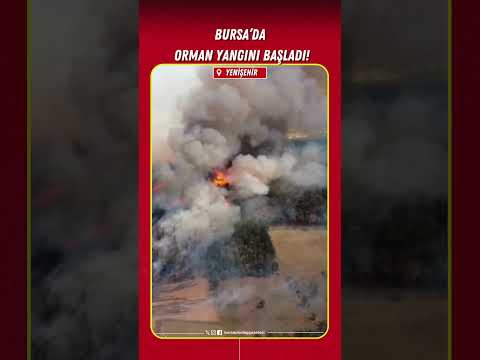Bursa'da orman yangını başladı!