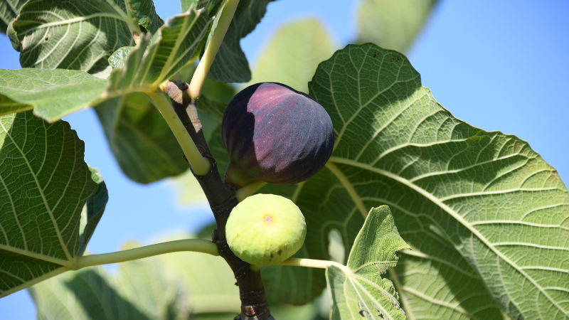 Bursa’nın Siyah İncir sevinci: Hasat başladı