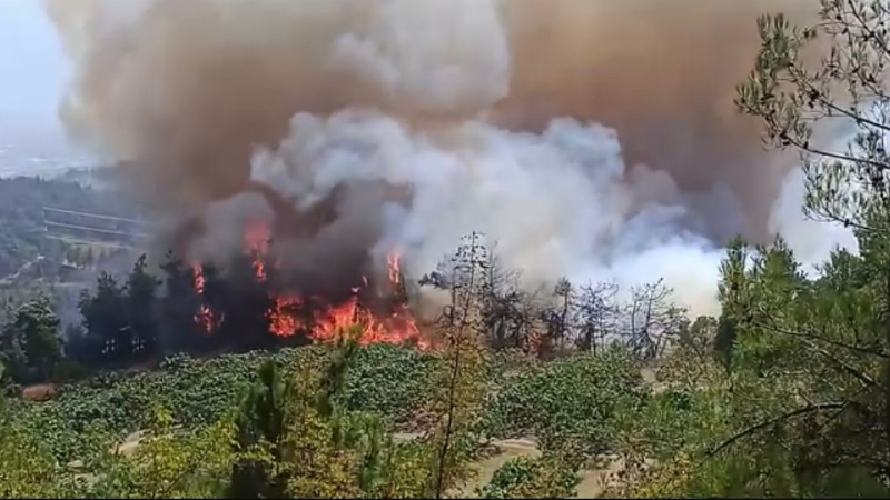 Gündoğdu’daki yangın zeytinlik ve ekili alanlara sıçradı
