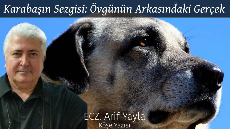 Karabaşın Sezgisi: Övgünün Arkasındaki Gerçek