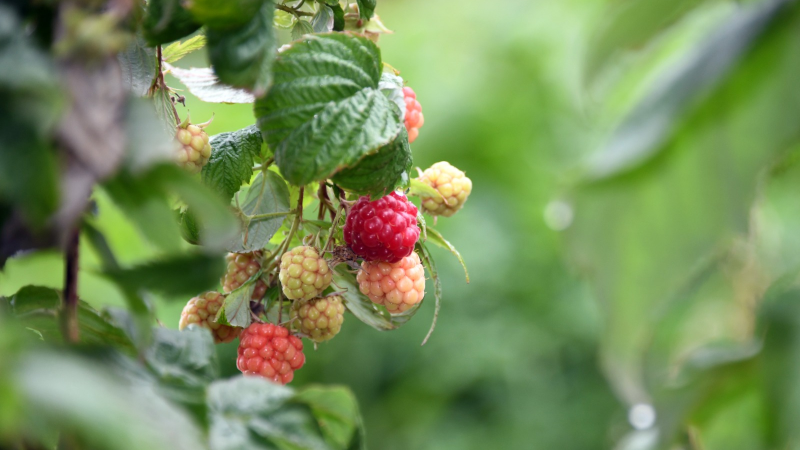 Osmangazi'de organik ahududu hasadı
