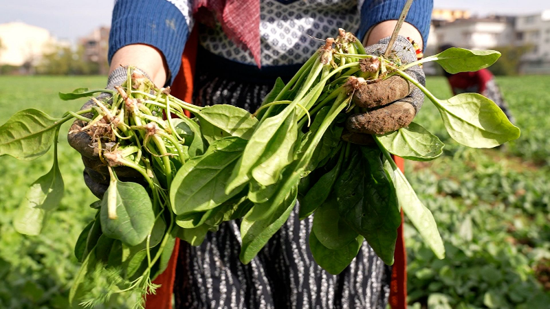Osmangazi'de sağlıklı gıda Kent Lokantaları'nda
