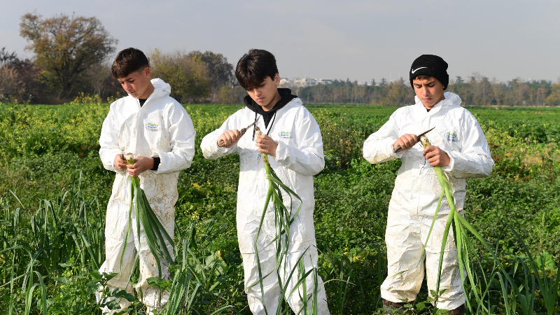 Osmangazi’de ilaçsız üretim sofralara ulaşıyor