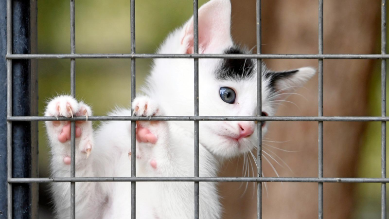 Osmangazi’de sahipsiz canlara umut olan hizmet ağı