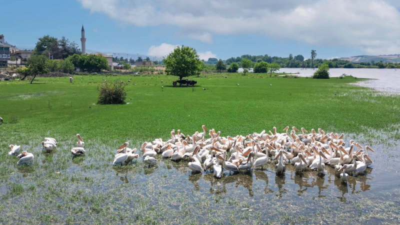 Göçmen kuşların rotasında yeni cazibe merkezi