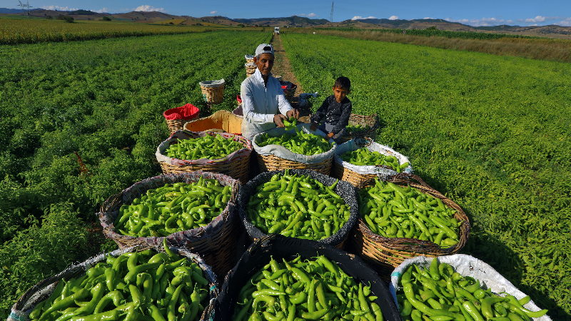 Yenişehir tarımında akıllı dönem: Tarlalar dijital takipte
