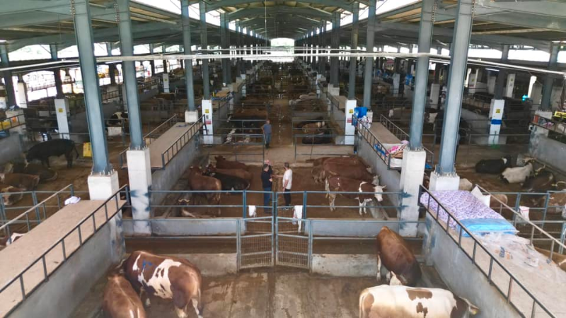 Kurban Bayramı öncesi İnegöl Hayvan Pazarı kotraları satışa çıkıyor